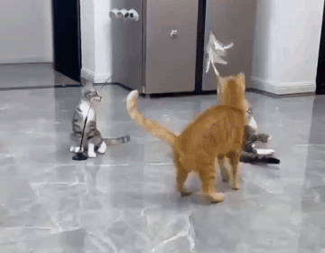 Best Pet Toys for Home Use