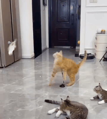 Interactive Toys for Pets at Home