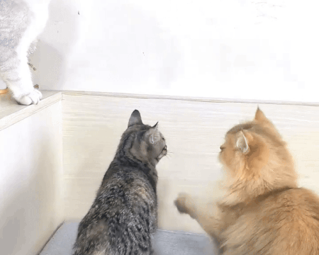 Interactive Toys for Pets at Home